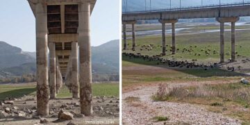 Βοσκότοπος πλέον μέρος της λίμνης Πολυφύτου – Φωτογραφίες από τη μείωση της στάθμης