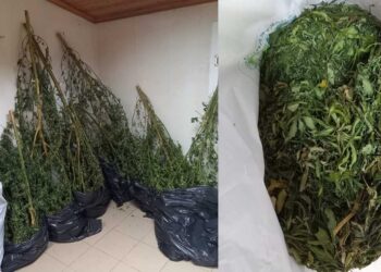 66χρονος στη Φλώρινα καλλιεργούσε δενδρύλλια κάνναβης με ύψος σχεδόν 2,5 μέτρα – Συνελήφθη από αστυνομικούς της ΟΠΚΕ