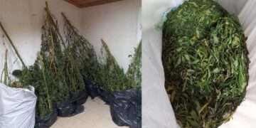 66χρονος στη Φλώρινα καλλιεργούσε δενδρύλλια κάνναβης με ύψος σχεδόν 2,5 μέτρα – Συνελήφθη από αστυνομικούς της ΟΠΚΕ   