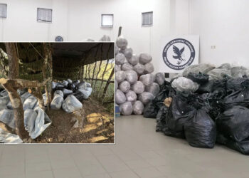 “Narcos” κάνναβης στην Αρκαδία – 1.253 δενδρύλλια, 400 κιλά (ΔΕΙΤΕ ΦΩΤΟΓΡΑΦΙΕΣ)