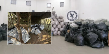 “Narcos” κάνναβης στην Αρκαδία – 1.253 δενδρύλλια, 400 κιλά (ΔΕΙΤΕ ΦΩΤΟΓΡΑΦΙΕΣ)