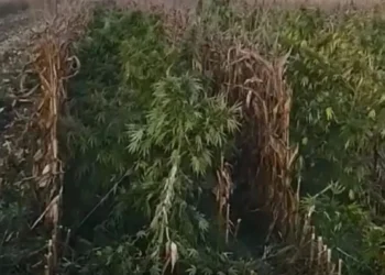 Εντοπίστηκε χασισοφυτεία με …8.000 δενδρύλλια και εκτιμώμενη αξία 15. εκατ. ευρώ – Από τις μεγαλύτερες στη χώρα