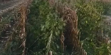 Εντοπίστηκε χασισοφυτεία με …8.000 δενδρύλλια και εκτιμώμενη αξία 15. εκατ. ευρώ – Από τις μεγαλύτερες στη χώρα