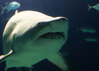 Γεμάτες από καρχαρίες οι ελληνικές θάλασσες – Πόσα είδη έχουν καταγραφεί