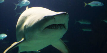 Γεμάτες από καρχαρίες οι ελληνικές θάλασσες – Πόσα είδη έχουν καταγραφεί