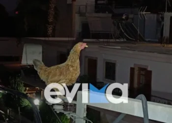 Κότα ανέβηκε σε κολώνα της ΔΕΗ – Την απεγκλώβισαν εθελοντές