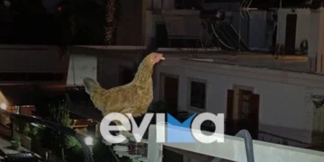 Κότα ανέβηκε σε κολώνα της ΔΕΗ – Την απεγκλώβισαν εθελοντές