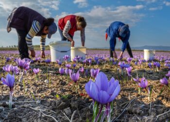 Ξεκίνησε η συγκομιδή του κρόκου- Χαμηλή η παραγωγή για 3η συνεχόμενη χρονιά