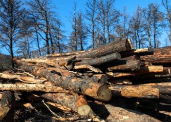 Πού κινούνται οι τιμές για καυσόξυλα λίγο πριν το χειμώνα