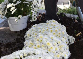 Κοζάνη: Πανέμορφα λουλούδια φυτεύτηκαν στην πλατεία Νίκης