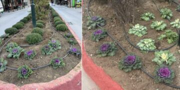 “Άνθισε” η πόλη με τα πολύχρωμα λουλούδια του φθινοπώρου να κάνουν την εμφάνισή τους σε παρτέρια κεντρικών σημείων και κόμβους της Πτολεμαΐδας (της Κούλας Πουλασιχίδου)