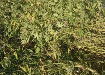 Βέροια: Είχε δενδρύλλια κάνναβης που έφταναν τα 3,5 μέτρα (Φώτο + Βίντεο)