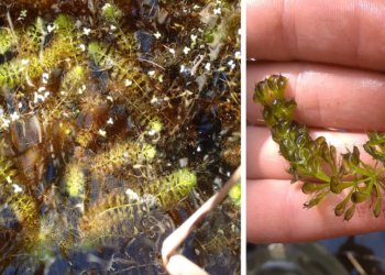 Η Μικρή Πρέσπα έχει το δικό της… τέρας του Λοχ Νες – Πού κρύβεται η Αλντροβάντα