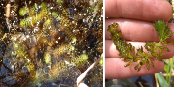 Η Μικρή Πρέσπα έχει το δικό της… τέρας του Λοχ Νες – Πού κρύβεται η Αλντροβάντα