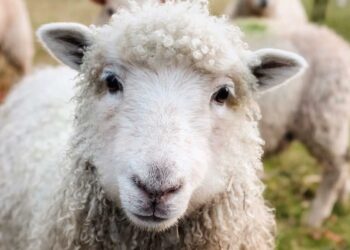 10ήμερο κλείσιμο των σφαγείων – Πότε θα γίνει επανεκτίμηση