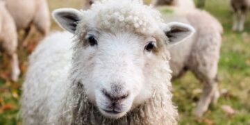 10ήμερο κλείσιμο των σφαγείων – Πότε θα γίνει επανεκτίμηση