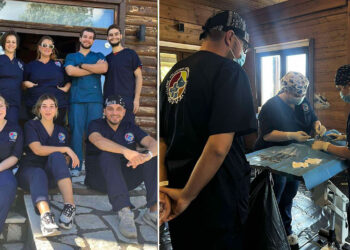 Καστοριά: Έγινε στείρωση 100 αδέσποτων γατών