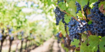 Ξεκινούν οι  δηλώσεις συγκομιδής σταφυλιών – Οι ημερομηνίες για Κοζάνη, Εορδαία, Σέρβια και Βόιο