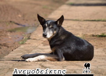 Γιατί μειώθηκαν οι επιθέσεις των αδέσποτων ζώων  προς τους πολίτες στην Κοζάνη; – Ο ΑΝΕΜΟΔΕΙΚΤΗΣ σχολιάζει (6/11)