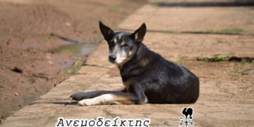 Γιατί μειώθηκαν οι επιθέσεις των αδέσποτων ζώων  προς τους πολίτες στην Κοζάνη; – Ο ΑΝΕΜΟΔΕΙΚΤΗΣ σχολιάζει (6/11)