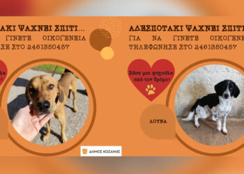 Δήμος Κοζάνης: «Υιοθέτησε ένα αδεσποτάκι» – Κάλεσε στο 2461350457 (Φωτογραφίες)