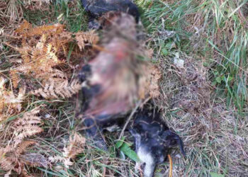 Λύκοι σκότωσαν κυνηγόσκυλο σε δασική περιοχή της Εορδαίας