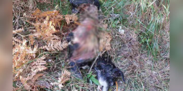 Λύκοι σκότωσαν κυνηγόσκυλο σε δασική περιοχή της Εορδαίας