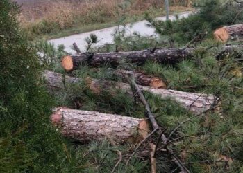 Ε. Γώσης (πρόεδρος Ασβεστόπετρας): Κόπηκαν από τη ρίζα 17 δέντρα ηλικίας 60 ετών επειδή γινόταν βραχυκύκλωμα