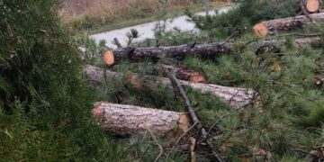 Ε. Γώσης (πρόεδρος Ασβεστόπετρας): Κόπηκαν από τη ρίζα 17 δέντρα ηλικίας 60 ετών επειδή γινόταν βραχυκύκλωμα