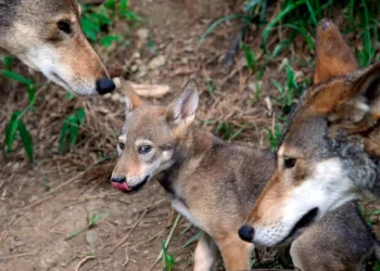 Πτολεμαΐδα: Αγέλες λύκων κατεβαίνουν στα πεδινά για τροφή -Σκοτώνουν σκυλιά, ανήσυχοι οι κυνηγοί