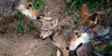 Πτολεμαΐδα: Αγέλες λύκων κατεβαίνουν στα πεδινά για τροφή -Σκοτώνουν σκυλιά, ανήσυχοι οι κυνηγοί