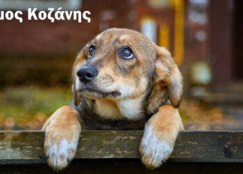 Κοζάνη: Εικόνα βελτίωσης στη διαχείριση των αδέσποτων βλέπει η δημοτική αρχή- Ευκολίδης: «Δεν θα βγάλουμε τρελούς τους συνδημότες μας, αλλά διορθώνουμε την κατάσταση»