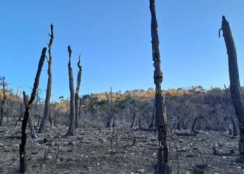 WWF: 500.000 στρέμματα καμένων εκτάσεων στην Ελλάδα την αντιπυρική περίοδο 2024