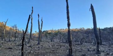 WWF: 500.000 στρέμματα καμένων εκτάσεων στην Ελλάδα την αντιπυρική περίοδο 2024