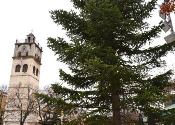 Κοζάνη: Νέο φυσικό Χριστουγεννιάτικο δέντρο τοποθετήθηκε στην πλατεία