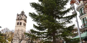 Κοζάνη: Νέο φυσικό Χριστουγεννιάτικο δέντρο τοποθετήθηκε στην πλατεία