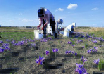 Ο «χρυσός» της Κοζάνης σταμάτησε να λάμπει – Σημαντικά προβλήματα λόγω κλιματικής αλλαγής