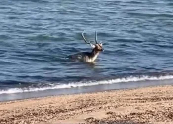 Εντυπωσιακό βίντεο με ελάφι να… κάνει βουτιά στη θάλασσα