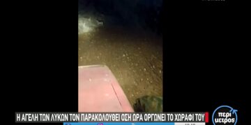 Δροσερό Εορδαίας: Αγέλη λύκων περικύκλωσε αγρότη