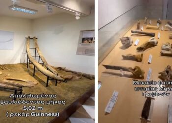 Το μεγαλύτερο απολιθωμένο χαυλιόδοντα του κόσμου φιλοξενεί το Μουσείο Φυσικής Ιστορίας στη Μηλιά Γρεβενών (Βίντεο)