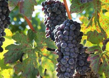 Δωρεάν είσοδος σε οινοποιεία της Βόρειας Ελλάδας την Κυριακή – Πέντε αμπελώνες και κτήματα από τη Δ. Μακεδονία ανοίγουν τις πόρτες τους