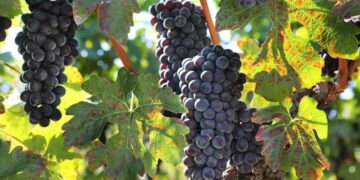 Δωρεάν είσοδος σε οινοποιεία της Βόρειας Ελλάδας την Κυριακή – Πέντε αμπελώνες και κτήματα από τη Δ. Μακεδονία ανοίγουν τις πόρτες τους