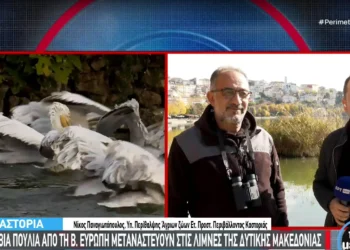 Υδρόβια πουλιά από τη βόρεια Ευρώπη ξεχειμωνιάζουν στη λίμνη της Καστοριά