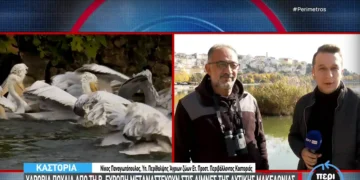 Υδρόβια πουλιά από τη βόρεια Ευρώπη ξεχειμωνιάζουν στη λίμνη της Καστοριά