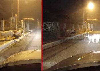 Διαμαρτυρία αναγνώστη για την κατάσταση των αδέσποτων σκυλιών στην Πτολεμαΐδα – Επικίνδυνη η διέλευση από την οδό Σολωμού