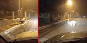 Διαμαρτυρία αναγνώστη για την κατάσταση των αδέσποτων σκυλιών στην Πτολεμαΐδα – Επικίνδυνη η διέλευση από την οδό Σολωμού