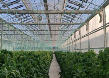 Πρόγραμμα 150 εκ. ευρώ για εκσυγχρονισμό και κατασκευή θερμοκηπίων – Ποιους αφορά και τι καλύπτει