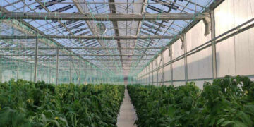 Πρόγραμμα 150 εκ. ευρώ για εκσυγχρονισμό και κατασκευή θερμοκηπίων – Ποιους αφορά και τι καλύπτει