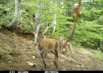 Ο πληθυσμός του κόκκινου ελαφιού αυξάνεται στο ανατολικό Βίτσι – Δείτε βίντεο και φωτογραφίες