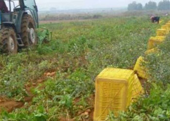 «Εγκατάσταση γεωργών νεαρής ηλικίας»: Δόθηκε παράταση για τις αιτήσεις